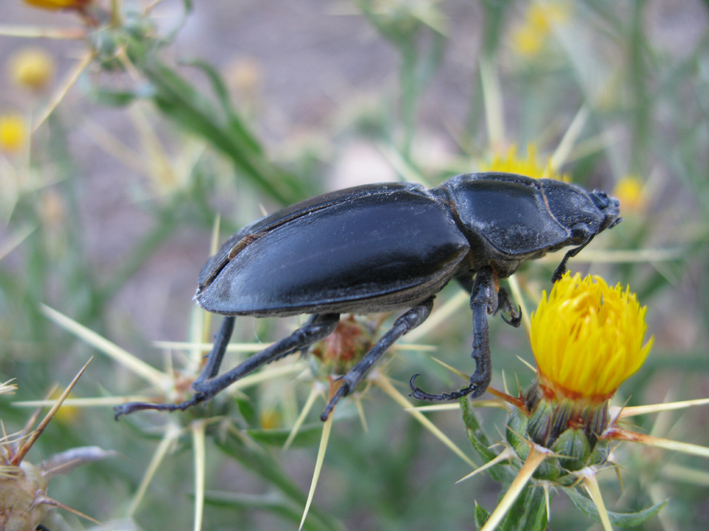 Da determinare: Lucanus